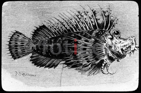 Sattelkopf | Spiny Devilfish - Foto foticon-600-simon-meer-363-043-sw.jpg | foticon.de - Bilddatenbank für Motive aus Geschichte und Kultur